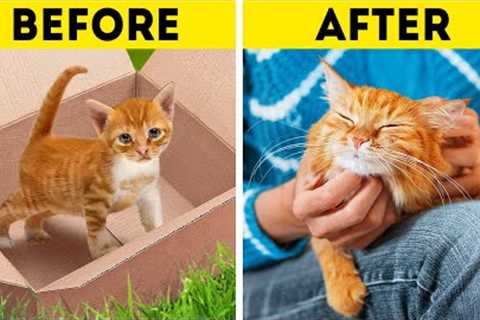 STRAY CAT STORY | Funny And Useful Pet Hacks And Awesome DIY Crafts