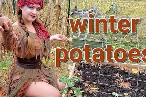Planting Winter Potatoes in a Miniature Homemade Greenhouse