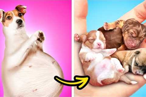 Dog Is Pregnant || Incredible Hacks And Smart DIY Gadgets For Pet Owners by Bla Bla Jam!
