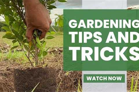 12 Simple Gardening Tips and Tricks